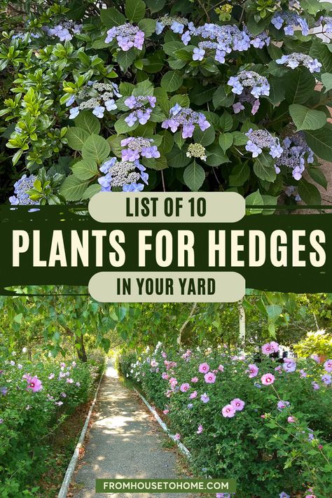 Regardless of whether you want a gorgeous flowering hedge to grow in the sun or the shade, you'll find ideas for flowering bushes that are perfect for your yard. Blooming Evergreens, Camellia Hedge, Lilac Hedge, Evergreen Bushes, Flowering Hedge, Easy Backyard Landscaping, Hedges Landscaping, Spirea Bush, Privacy Landscaping Backyard