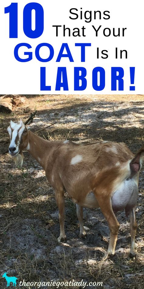 10 Signs That Your Goat Is In Labor, Goat Pregnancy, Goat Care, Homestead Info, Raising Goats Ideas Goat Health, Goat Pen, Female Goat, Nubian Goat, Raising Farm Animals, Goat Care, Goat Kidding, Raising Goats, Pygmy Goat