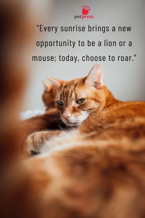 Explore our board of charming cat quotes to make every morning delightful! Whether you're a dedicated cat lover or simply in need of some morning inspiration, these quotes are sure to bring a smile to your face. From wise words about life to cute and funny sayings, there's a quote for every mood. Perfect for sharing with friends, family, or anyone who could use a little pick-me-up. 🌞🐾 #CatInspiration #MorningJoy Best Cat Quotes, Cat Lover Quotes, Words About Life, Funny Cat Quotes, Cat Sayings, Meme Cats, Cat Lover Quote, Cute Cat Quotes, Good Morning Cat