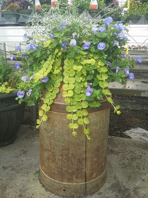 An old-fashioned milk can planted with Summerwave Torenia, Creeping Jenny, and Diamond Frost Milk Can Flower Pot, Milk Can Decor Outdoor, Antique Milk Can Ideas, Flowers In Milk Can, Milk Can With Flowers, Milk Can Garden Ideas, Flowers In Milk Churns, Milk Can Planter, Vintage Milk Jug Ideas