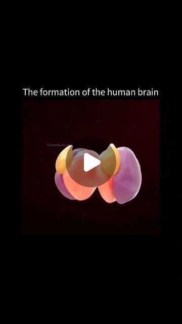 worldofmedics on Instagram: "This animation shows the formation of the human brain.

[ 📹 @7activestudio ]

#mind #brain #animation #satisfying #human" Heart And Brain Video, Brain Video Anatomy, Brain Animation, Model Of The Brain, My Brain During A Test Video, Structure Of Human Brain, Brain Parts, Medical Animation, The Human Brain