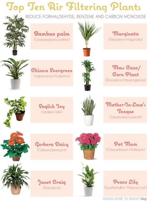 Get Yourself an Air Purifying Plant Air Filtering Plants, Potted Mums, نباتات منزلية, Corn Plant, Bathroom Plants, Air Purifying Plants, Air Purifying, Peace Lily, House Plants Indoor