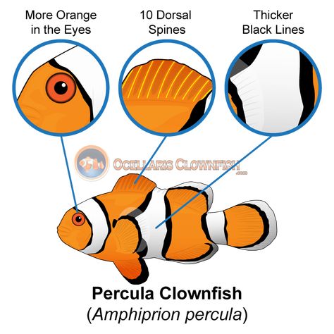 What is the Difference Between Ocellaris Clownfish and Percula Clown? Types Of Clowns, Wild Caught Fish, Clown Faces, Animal Science, Marine Fish, One Fish, The White Stripes, Reef Tank, Clown Fish