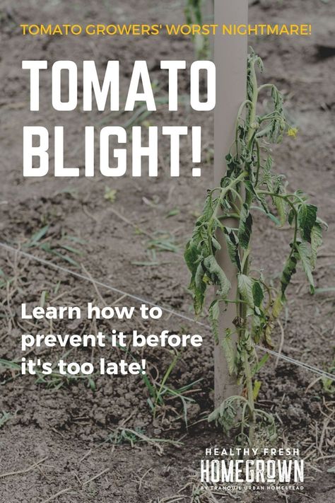 Tomato Diseases, Tomatoes Plants Problems, Tomato Blight, Clean Garden Tools, Tomato Disease, Tomato Growers, Veggie Gardens, Tomato Farming, Backyard Layout