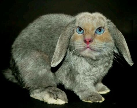 Cabbit Cat Hybrid, Hybrid Cat, Manx Cat, Bunny Cat, Animals Rabbit, Cat Rabbit, Cat Pin, All About Cats, A Cat