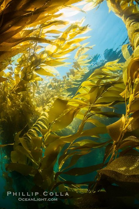 Photographing Macrocystis in La Jolla’s Beautiful Forests of Giant Kelp Seaweed Reference, Forest Description, Seaweed Forest, Underwater Seaweed, Forest Giant, Ocean Surface, History Photography, Underwater Ocean, Ocean Underwater