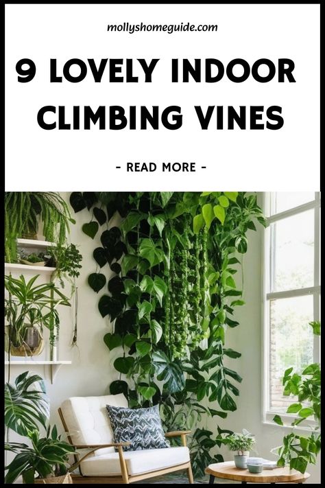 Discover the best indoor creeper plants to add a touch of nature to your home decor. Climbing plants not only beautify your space but also help purify the air. Fast growing creepers like Pothos varieties and other indoor vines can quickly fill up empty corners with lush greenery. Indoor climbers are perfect for creating a tropical atmosphere indoors. Plants that trail gracefully such as cool indoor vines make stunning hanging displays. Indoor Wall Climbing Plants, Indoor Vine Trellis, Indoor Plant Vines, Pathos Vine Ideas, Types Of Vine Plants, Indoor Creeper Plants, How To Hang Pothos Vines, Pothos Ceiling, Displaying Indoor Plants