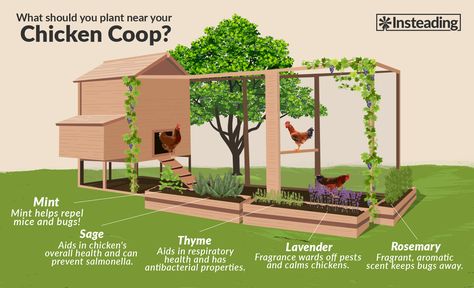 Chicken Coop Garden, Backyard Chicken Coop Plans, Diy Chicken Coop Plans, Backyard Chicken Farming, Coop Ideas, Coop Design, Chicken Coop Designs, Chicken Garden, Coop Plans