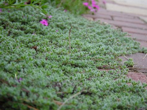 Wooly Thyme good ground cover with roses Thyme Ground Cover, Woolly Thyme, Wooly Thyme, Xeriscape Front Yard, Thyme Plant, Perennial Ground Cover, Lawn Alternatives, Gardening Humor, Drought Tolerant Landscape