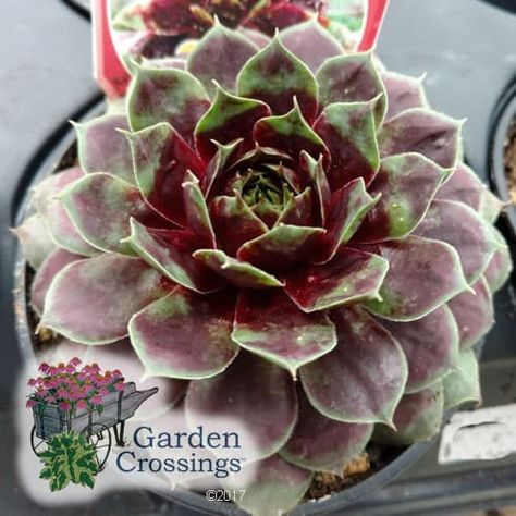 This is just the Perennial your garden or containers need. Order Sempervivum CHICK CHARMS® CRANBERRY COCKTAIL™ - (Hen and Chicks) online from Garden Crossings. Burgundy Foliage, Succulent Outdoor, Hen And Chicks, Drought Tolerant Perennials, Charms Collection, Cranberry Cocktail, Ground Covers, Succulent Garden Diy, Rock Gardens