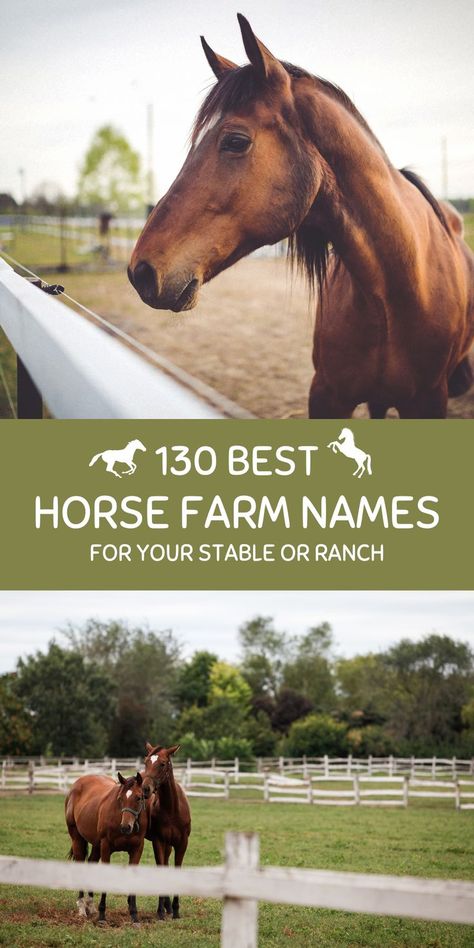 Horses outside in a farm. Best Horse Names, Farm Names, Ranch Names, Horse Names, Horse Farm, Horse Ranch, Horse Stables, Cute Horses, Horse Farms