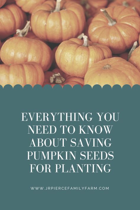 How to Save Pumpkin Seeds for Planting — J&R Pierce Family Farm: Official Blog Pumpkin Seeds To Plant, Pumpkin Seeds For Planting, When To Plant Pumpkins, Planting Pumpkins, Large Pumpkins, Growing Pumpkins, Seed Saving, Pumpkin Party, Pumpkin Seeds