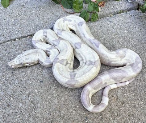 VPI T+ Snowglow Jungle Boa Constrictor by LowKeyBoas #morphmarket #reptile #reptilekeeper #snakes #lizards #invertebrates #amphibians #boa #boaconstrictor Boa Constrictor Enclosure, Titan Boa Snake, White Ball Python, Boa Enclosure, Boa Constrictor Morphs, White Boa Constrictor, Pet Boa Constrictor, Albino Boa Constrictor, Lavender Albino Ball Python