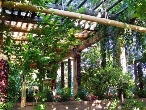 ornamental grape vines over pergola Pergola Dining Area, Pergola Dining, Grape Vine Trellis, Shade Ideas, Vine Trellis, Cedar Pergola, House Backyard, Wood Pergola, Garden Vines