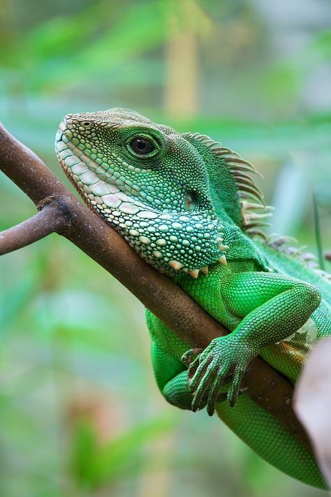 1000+ ideas about Lizards on Pinterest | Geckos, Iguanas and Reptiles Chinese Water Dragon, Cute Reptiles, Water Dragon, In The Jungle, Reptiles And Amphibians, Anaconda, Animal Planet, Nature Animals, Amphibians