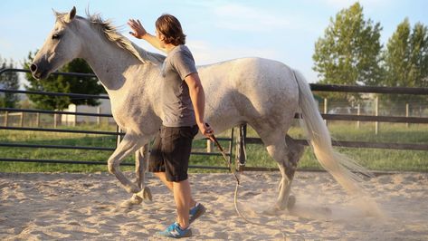 Generally horse owners spend a lot of time and money trying to figure out the techniques of horse back riding from various sources. A lucky few actually chance upon a tip or two that works foe them and their stallion. Parelli Natural Horsemanship, Working With Animals, Natural Horsemanship Training, Show Jumping Horses, Equestrian Problems, Natural Horsemanship, Barrel Horse, Horse Trainer, Farm Ideas