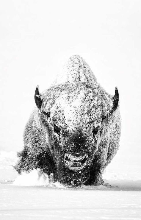 Top 30 National Geographic Pictures From 2018. - Imgur Bison Tattoo, Bison Photography, Bison Photo, National Geographic Animals, National Geographic Photo Contest, National Geographic Photography, Buffalo Animal, Bison Art, Buffalo Art