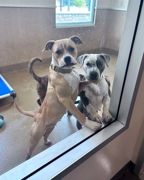 Shelter besties who still don't have homes are the ultimate 'cuddle puddles' - Pet Rescue Report Dog Shelter, Wolf Pictures, Pet Rescue, Cary Grant, Sacramento California, Arte Fantasy, Lots Of Love, Shelter Dogs, Animal Shelter