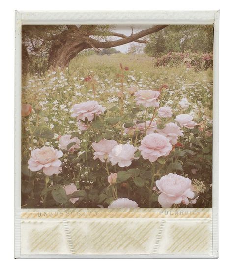 Pink Aesthetic Polaroid Pictures, Polaroid Vintage Aesthetic, Pink Polaroid Aesthetic, Vintage Polaroid Pictures, Vintage Polaroid Aesthetic, Polaroid Aesthetic Vintage, Polaroid Frame Aesthetic, Bucky Aesthetic, Pink Polaroid