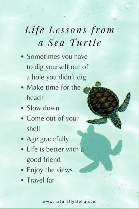 Healthy Body, Quotable Quotes, Tortoise, Meant To Be, Iphone Wallpaper, Mindfulness, Quotes