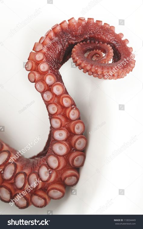 Octopus Photos, Octopus Legs, Kraken Art, Octopus Drawing, Octopus Tattoo Design, Octopus Tattoos, Octopus Tentacles, Octopus Tattoo, Octopus Art