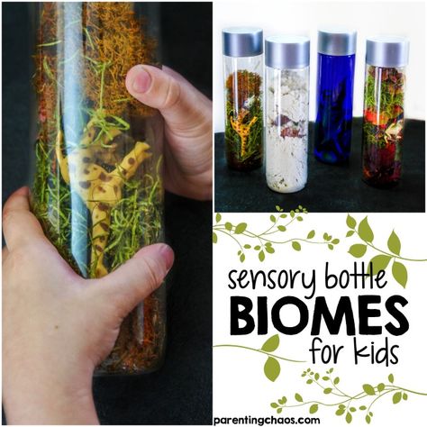 These Sensory Bottle Biomes are a fun, yet simple way for kids to explore what makes up a biome and to compare how various plant and animal life has adapted to fit that biome. Biomes Activities, Biomes Project, Kitchen Science Experiments, Sensory Bottle, Chemistry Experiments, Sensory Bottles, Butterfly Life Cycle, Science Activities For Kids, Cool Science Experiments