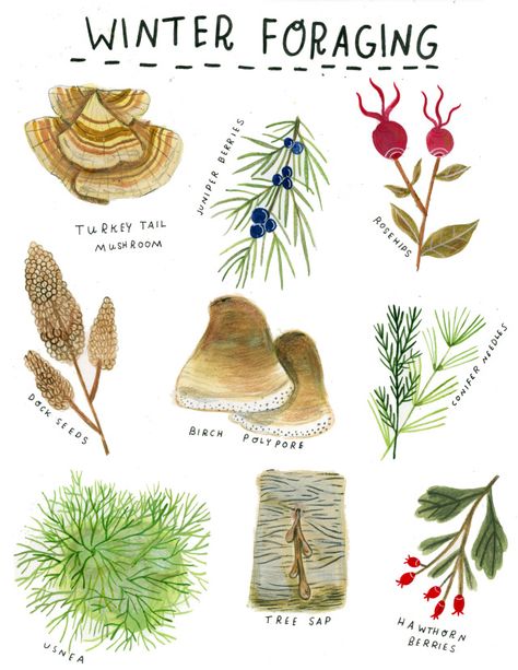 Madison Safer Illustration Winter Foraging, Mushrooms Illustration, Cottagecore Picnic, Turkey Tail Mushroom, Hawthorn Tree, Making Tea, Pamphlet Design, Illustration Photo, Beltane