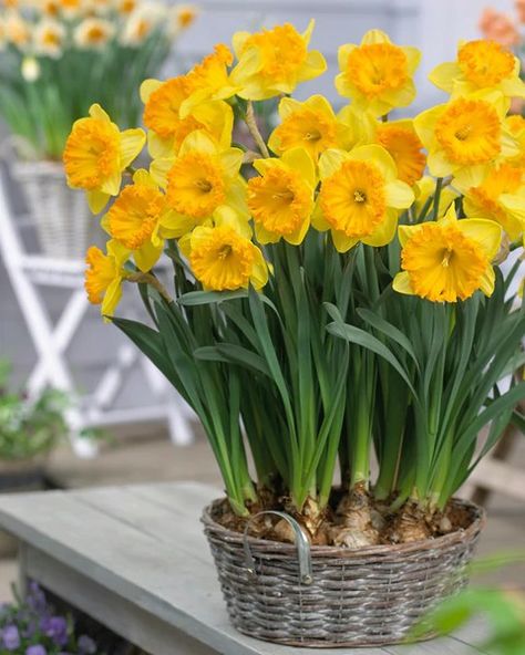 Planting Daffodil Bulbs, Van Zyverden, Narcissus Bulbs, Fall Perennials, Partial Shade Plants, Perennial Bulbs, Yellow Petals, Amaryllis Bulbs, Fall Bulbs