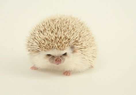 Hedgehog Day, Pygmy Hedgehog, Happy Hedgehog, Angry Animals, Cat Meeting, Hedgehog Pet, Baby Hedgehog, Cute Hedgehog, Cute Little Things