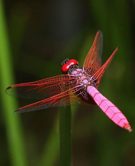 Dragonfly Lovers | Beautiful dragonflies for you 💜💚💜 | Facebook Dragonfly Meaning Spiritual, Dragonfly Flying, Dragonfly Images, Dragonfly Photography, Dragonfly Photos, Pink Dragonfly, Colorful Dragonfly, Damselflies, Tree Drawings Pencil