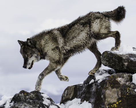 Nightstar - Nightstar, a female timberwolf. Photography by Michael O'Neal Wolf Poses, Wolf Images, Wolf Photography, Wolf Photos, Timber Wolf, Wolf Love, Wild Wolf, Wolf Pictures, Wolf Spirit