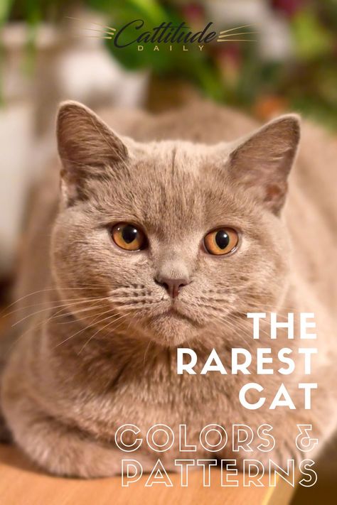 Of course, we love all our feline friends, but we can’t help but get a little extra excited when we see a certain kind of cat. And the cats on this list are quite unique and rare. #cattitudedaily #catbreeds #cats Different Kinds Of Cats, Rare Cat Colors, Best Cat Breeds, Purebred Cats, Cat Tips, House Cats, Cat Personalities, Cats Photos, Rare Cats