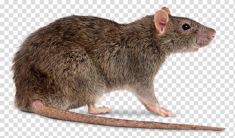 Rat Photos, Rat Png, Koala Illustration, Fancy Mouse, Brown Rat, Chinchilla Pet, Halloween Svgs, Pet Rodents, Mouse Png