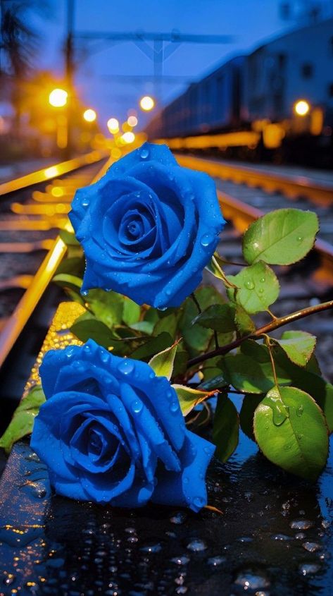 Telugu Songs Lyrics, Pretty Flowers Pictures, Black Roses Wallpaper, Blue Roses Wallpaper, Rose Flower Photos, Dark Blue Flowers, Blue Flower Wallpaper, Rose Flower Pictures, Lovely Flowers Wallpaper