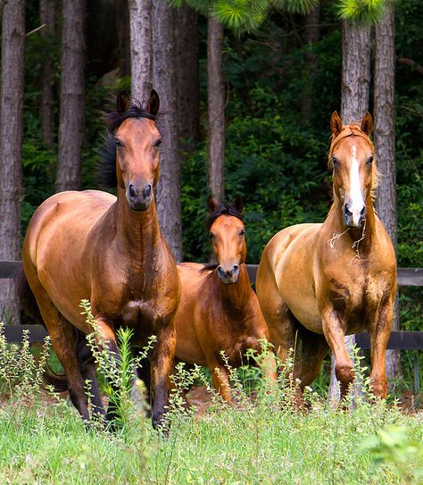 Majestic Horse, All About Horses, All The Pretty Horses, Horse Crazy, Pretty Horses, Horse Photography, Horse Pictures, Horse Love, Wild Horses