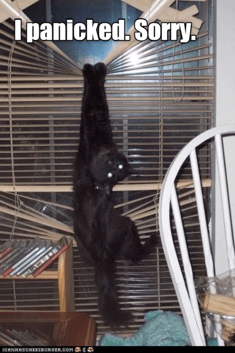 Panic attack Animal Captions, Clean Memes, A Black Cat, Funny Cat Memes, Cool Ideas, Funny Cat Pictures, Funny Animal Memes, Animal Jokes, Silly Cats