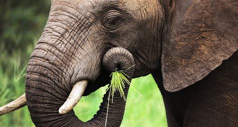 How do elephants eat cereal? With a pinch | Science News for Students Elephant Eating, Newborn Elephant, Green Eating, National Geographic Kids, The Better Man Project, Elephant Trunk, Human Babies, Save The Elephants, African Elephant