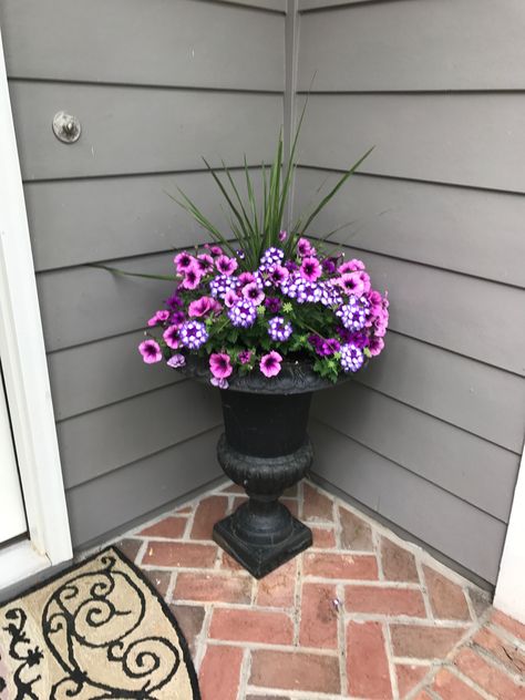 Planter Ideas With Geraniums, Black Petunias In Pots, Petunia Planters, Petunia Planter Ideas, Petunias In Pots, Supertunia Bordeaux Petunia, Crazytunia Petunias, Petunia Planter, Garden Wonderland