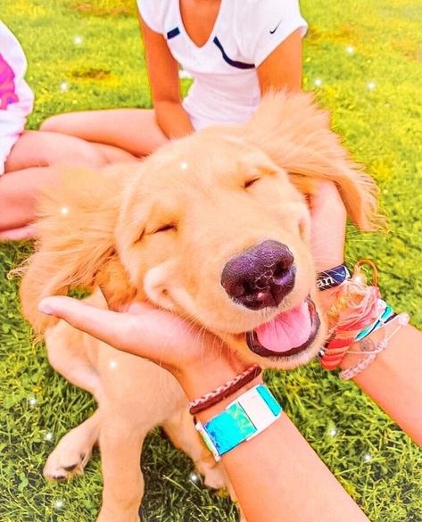 🐶 𝐄𝐝𝐢𝐭𝐞𝐝 𝐩𝐮𝐩𝐩𝐲! ✰✰✰ A Golden Retriever, A Dog, Golden Retriever, Dogs