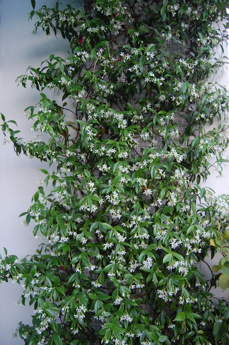 Lush Backyard, Evergreen Climbers, Indian Jasmine, Trachelospermum Jasminoides, Vine Plants, Climber Plants, Flowering Perennials, Evergreen Vines, Jasmine Plant