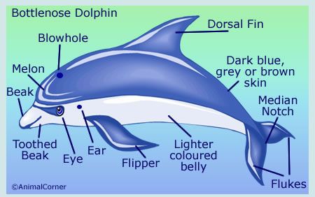 Dolphins are mammals that live in the ocean. Dolphins have several body parts including a Blowhole, Dorsal Fin, Flipper, and so much here, yoy will learn about dolphins outer body parts and what they... Ocean Dolphins, Mammals Activities, Dolphin Craft, Dolphin Facts, Dolphin Tale, Sea Activities, Ocean Unit, Ocean Activities, Bottlenose Dolphin