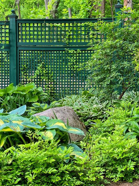 Looking for an easy-care plant that flowers in the shade? Hostas are a beautiful addition to any garden. With their stunning foliage, adaptability to different garden conditions, low-maintenance nature, and long growing season, hostas can be a rewarding plant to grow. Learn everything you need to know about hosta plant care to keep them happy and healthy with these essential tips. Hosta Care, Hosta Varieties, Planting Pumpkins, Growing Peonies, Hosta Plants, Growing Pumpkins, Hydrangea Care, Easy Care Plants, Garden Images