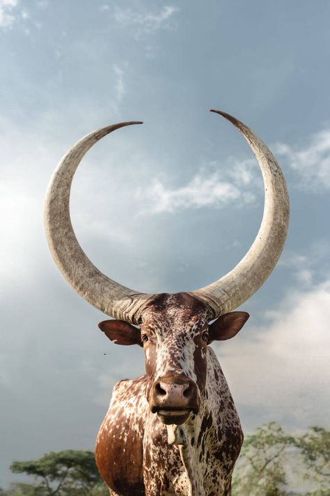 Agriculture Pictures, Nguni Cows, Nguni Cattle, Deer Photos, Farm Lifestyle, Cattle Farming, Cow Horns, Cow Art, Majestic Animals