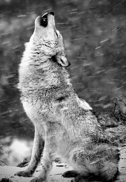 Wolf Cry, Baby Wolves, Wolf Clothing, Werewolf Aesthetic, Wolf Tattoo Sleeve, Coyote Hunting, Wolf Tattoo Design, Howl At The Moon, Wolf Love