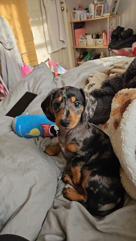 Mixed Dog Breeds, Dream Puppy, Daschund Puppies, Cute Small Dogs, Beautiful Dog Breeds, Puppy Mom, Puppies Cute, Very Cute Puppies, Really Cute Puppies