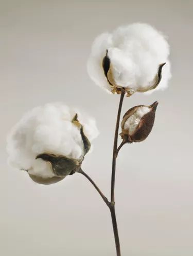 What Is a Square on a Cotton Plant? Cotton Branches, Home Decor Floral Arrangements, Cotton Painting, Cotton Pictures, Cotton Boll, Cotton Fields, Cotton Plant, Cotton Blossom, Bridal Gift