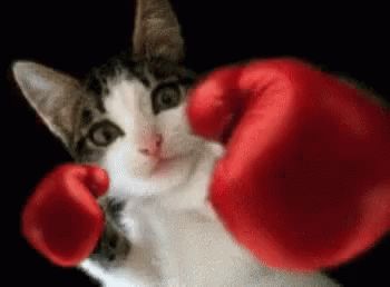 Boxing Cat Boxing Gloves GIF - BoxingCat BoxingGloves Cat - Discover & Share GIFs Cat Boxing, Cat Animated, Happy Boxing Day, Boxing Punches, Animated Cards, Cat Box, Cats Art, Christmas Classroom, Boxing Day