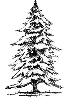 Cling Stamps, Tree Drawings, Landscape Quilt, Tree Sketches, Spruce Tree, Wood Burning Art, Tree Silhouette, Landscape Drawings, Tree Drawing