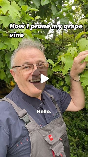 Dave the Plantman👍 on Instagram: "How I prune my grape vine #grape #grapes #grapevine #grapefruit #grapevines #climbingplants #garden #gardening #gardens #gardensuk #plant #plants #plantsplantsplants #plantsonfacebook #plantsoninstagram #plantsmakepeoplehappy #gardenhacks #gardenhack #pruning #pruningtrees" How To Prune Grape Vines, Grapes Planting Ideas, Pruning Grapevines, Vining Vegetables, Grape Vine Pruning, Vine Grape, Grapevine Growing, Grape Tree, Grape Trellis