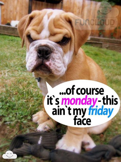 Monday faces. Bulldog Quotes, Cute Dog Quotes, Happy Monday Quotes, Funny Wood Signs, Monday Memes, Monday Humor, Snoopy Quotes, Cute Good Morning Quotes, Cute Little Kittens